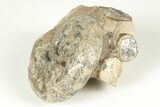 Permian Ammonite (Uraloceras) Fossil - Russia #207466-1